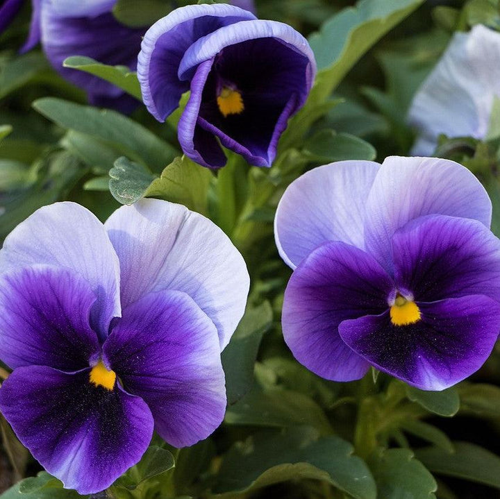 Viola x wittrockiana 'Inspire Plus Beaconsfield' ~ Inspire® Plus Beaconsfield Pansy-ServeScape
