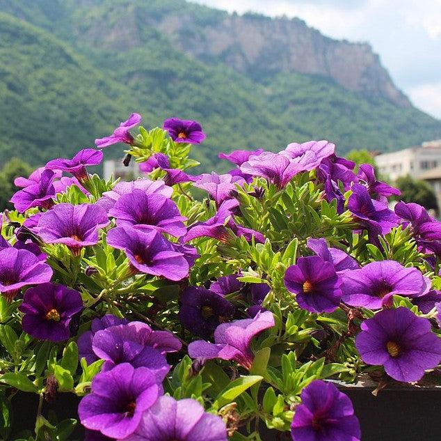 Calibrachoa 'Aloha Kona Dark Lavender' ~ Aloha Kona Dark Lavender Calibrachoa, Million Bells-ServeScape