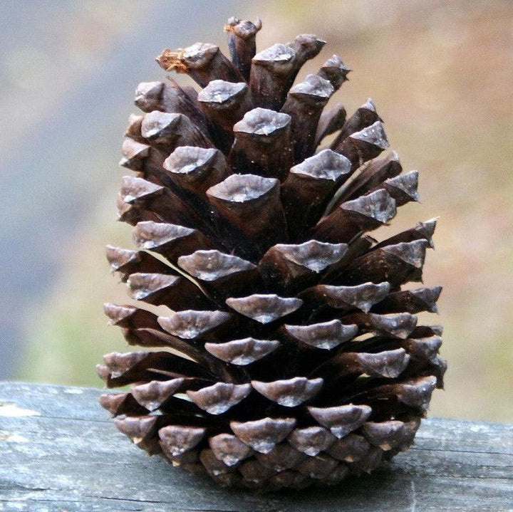 Pinus elliottii ~ Slash Pine-ServeScape