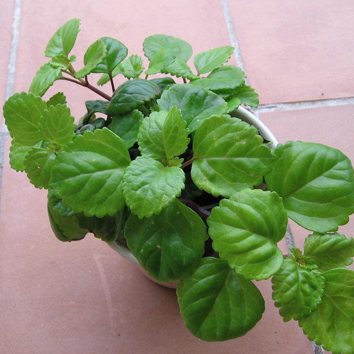 Plectranthus verticillatus ~ Swedish Ivy-ServeScape