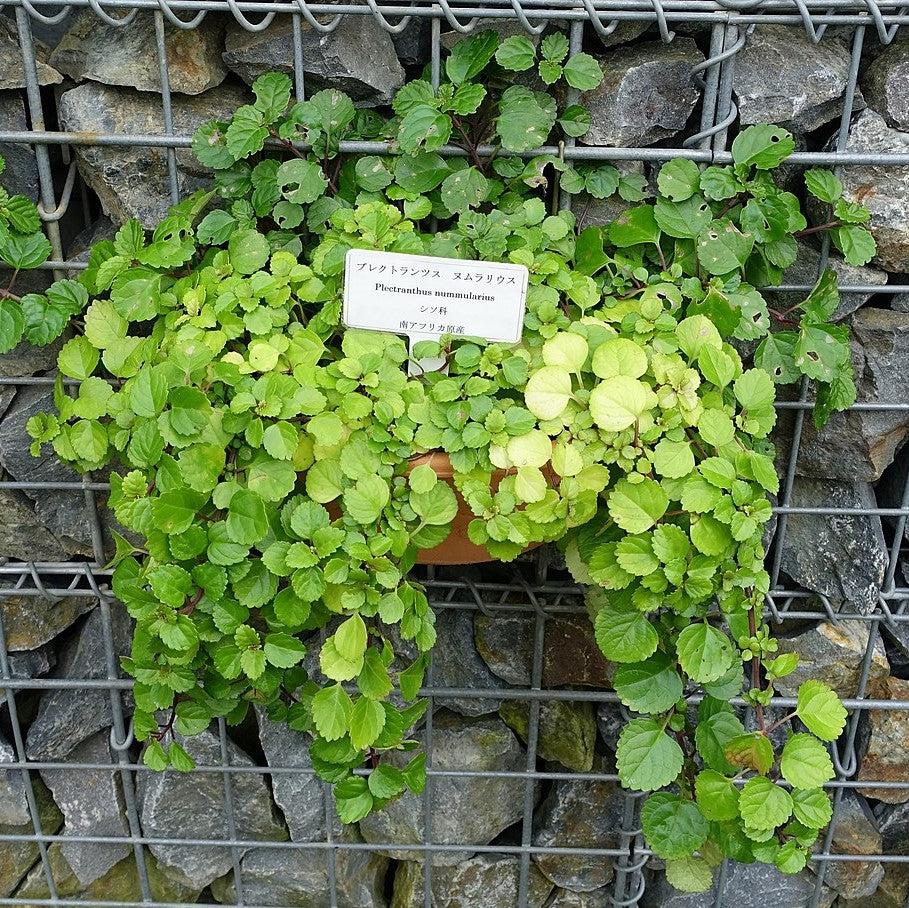 Plectranthus verticillatus ~ Swedish Ivy-ServeScape