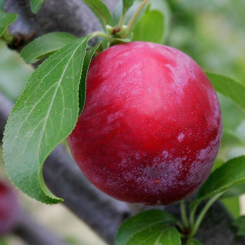Prunus salicina 'Oxheart' ~ Oxheart Plum-ServeScape