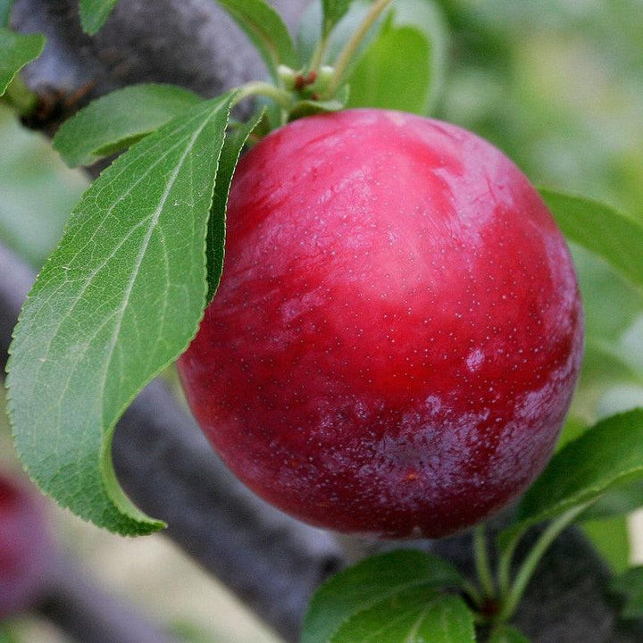 Prunus salicina 'Oxheart' ~ Oxheart Plum-ServeScape