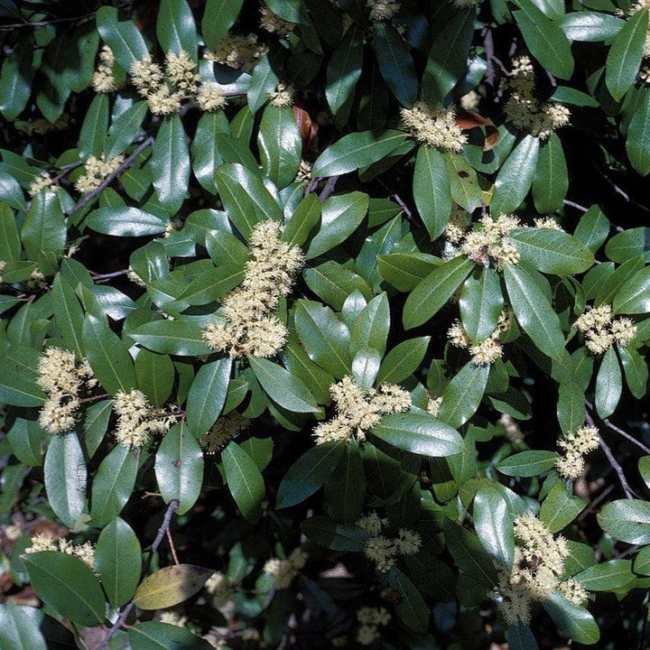 Prunus caroliniana ~ Carolina Cherry Laurel-ServeScape