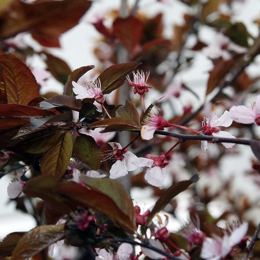 Prunus cerasifera 'Thundercloud' ~ Thundercloud Purple Leaf Plum-ServeScape