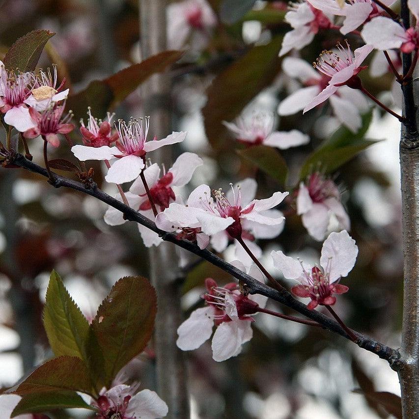 Prunus cerasifera 'Thundercloud' ~ Thundercloud Purple Leaf Plum-ServeScape