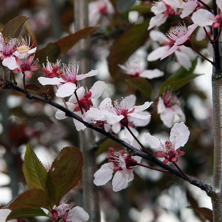 Prunus cerasifera 'Thundercloud' ~ Thundercloud Purple Leaf Plum-ServeScape
