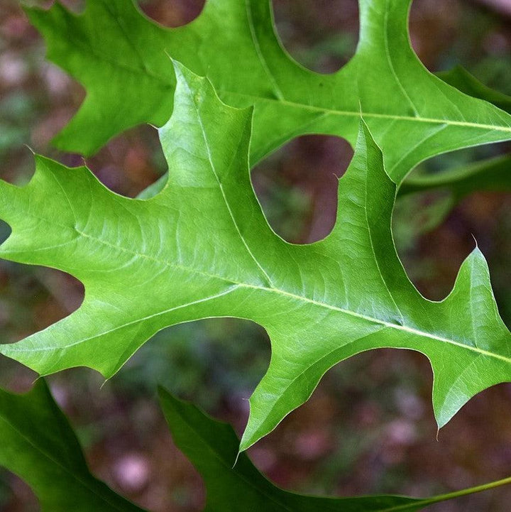 Quercus nuttallii 'QNFTA' ~ Highpoint® Nuttall Oak-ServeScape