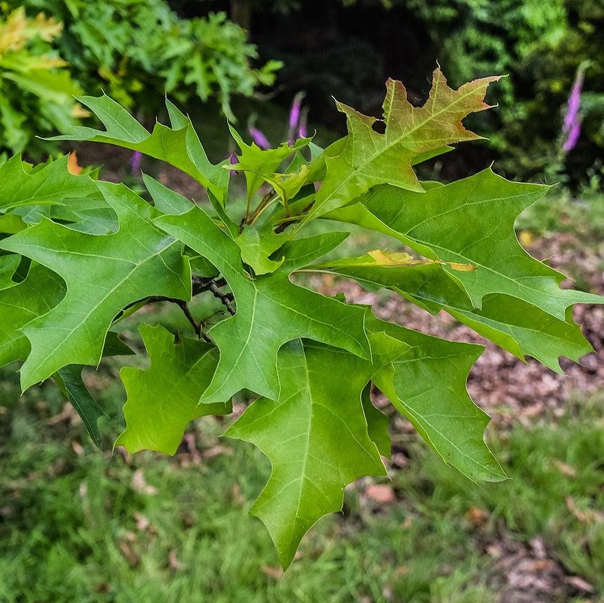Quercus nuttallii 'QNFTA' ~ Highpoint® Nuttall Oak-ServeScape