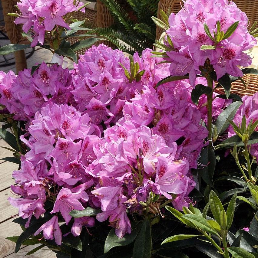 Rhododendron 'Anah Kruschke' ~ Anah Kruschke Azalea-ServeScape