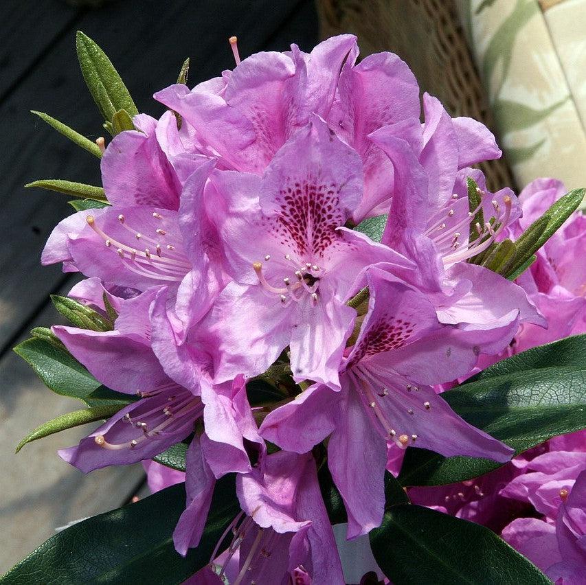 Rhododendron 'Anah Kruschke' ~ Anah Kruschke Azalea-ServeScape