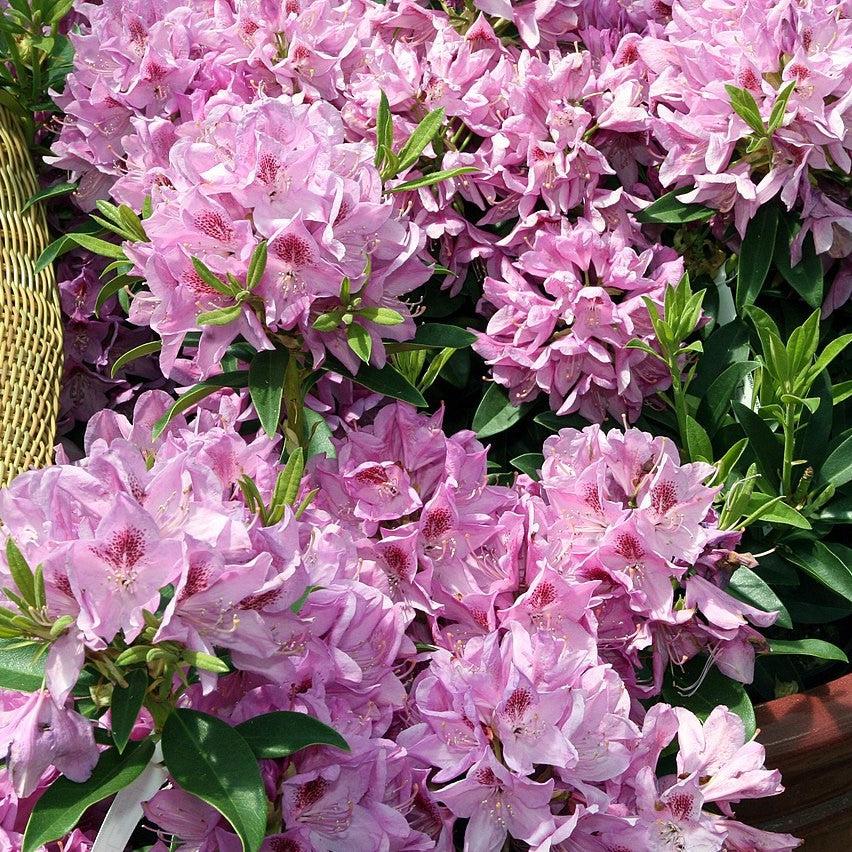 Rhododendron 'Anah Kruschke' ~ Anah Kruschke Azalea-ServeScape