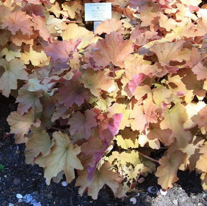 Heuchera 'Caramel' PP16,560 ~ Caramel Coral Bells, Heuchera-ServeScape