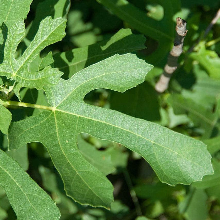 Ficus carica 'Majoam' ~ 'Little Miss Figgy' Fig-ServeScape