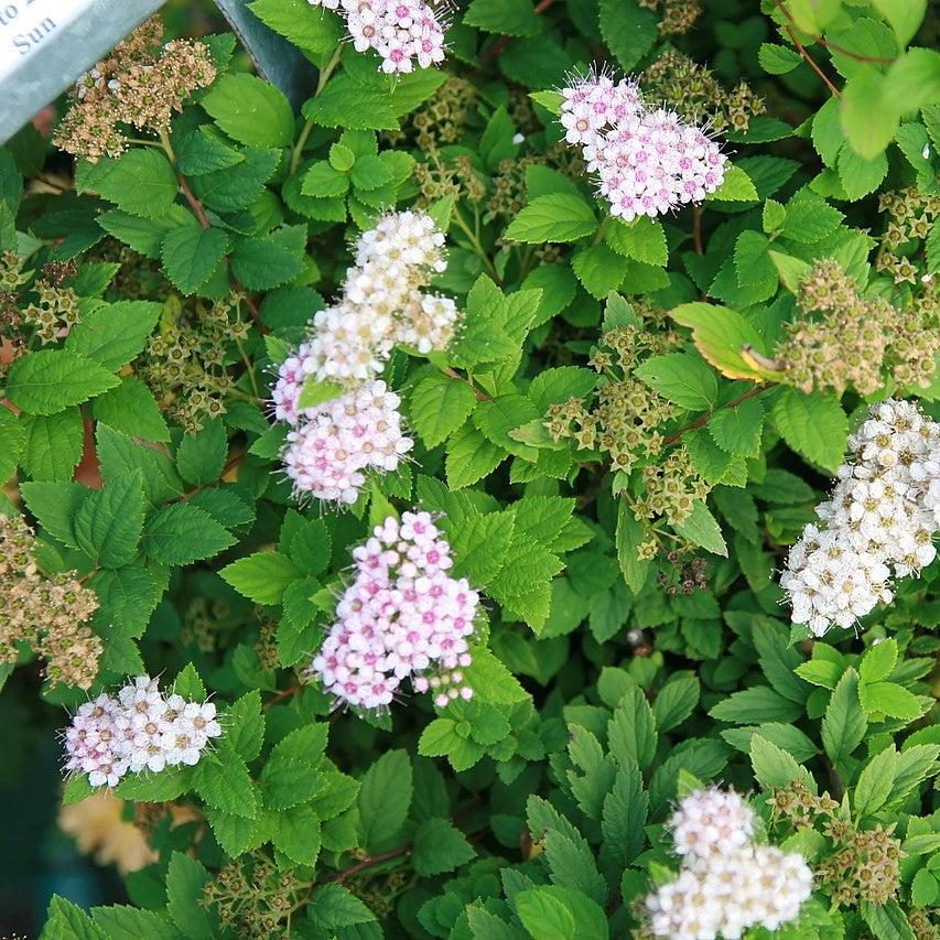 Spiraea japonica 'Little Princess' ~ Little Princess Spirea-ServeScape