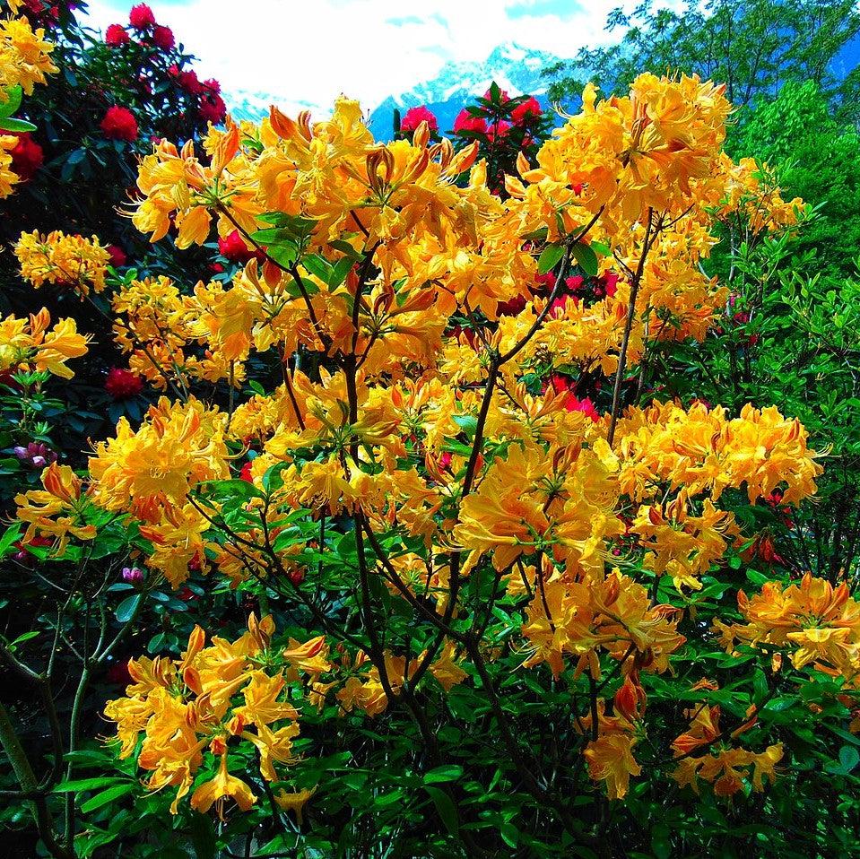 Rhododendron 'Dancing Rabbit' ~ Dancing Rabbit Aromi Azalea-ServeScape