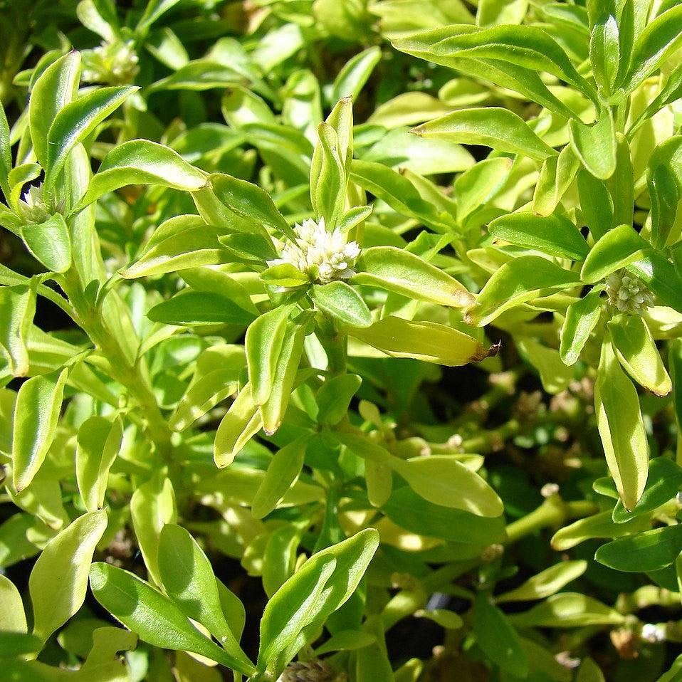 Alternanthera ficoidea 'True Yellow' ~ True Yellow Joseph's Coat-ServeScape
