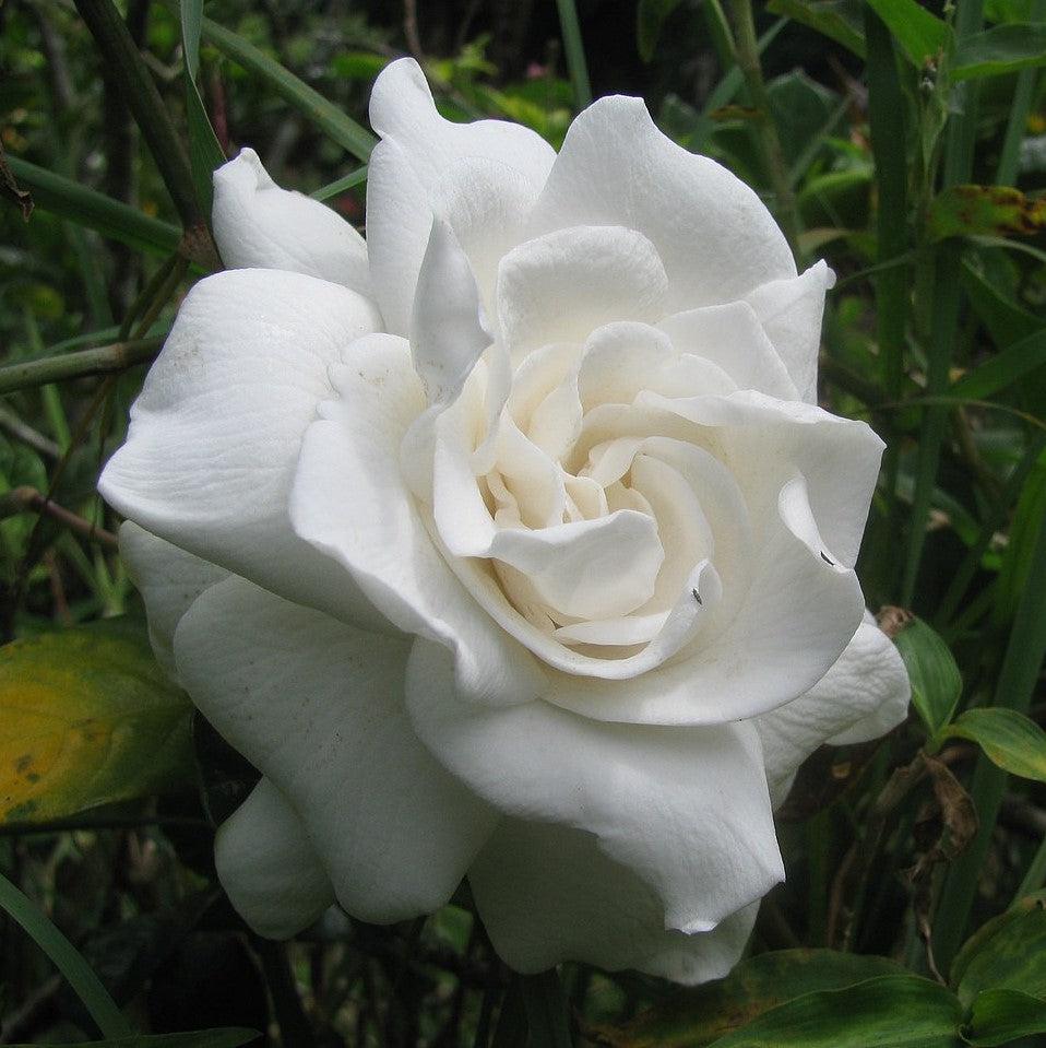 Gardenia jasminoides 'Aimee' ~ First Love® Gardenia-ServeScape