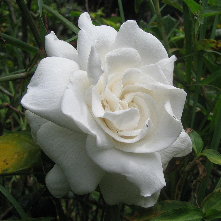Gardenia jasminoides 'Aimee' ~ First Love® Gardenia-ServeScape
