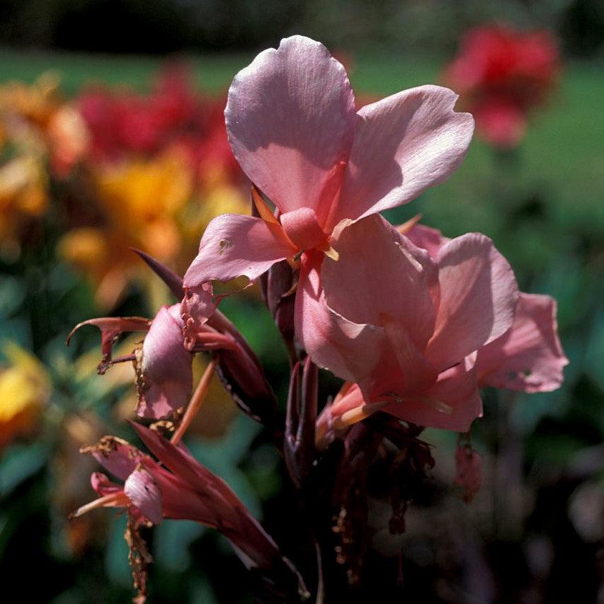 Canna x generalis 'Mango' ~ CANNOVA® Mango Canna Lily-ServeScape