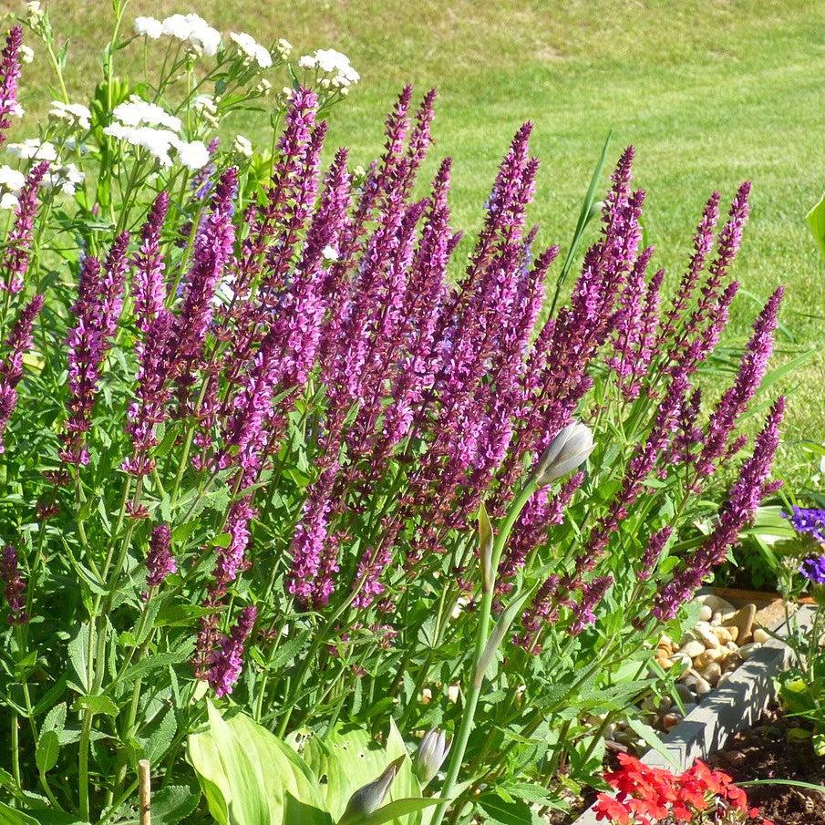 Salvia nemorosa 'Apex Pink' ~ Apex™ Pink Meadow Sage-ServeScape