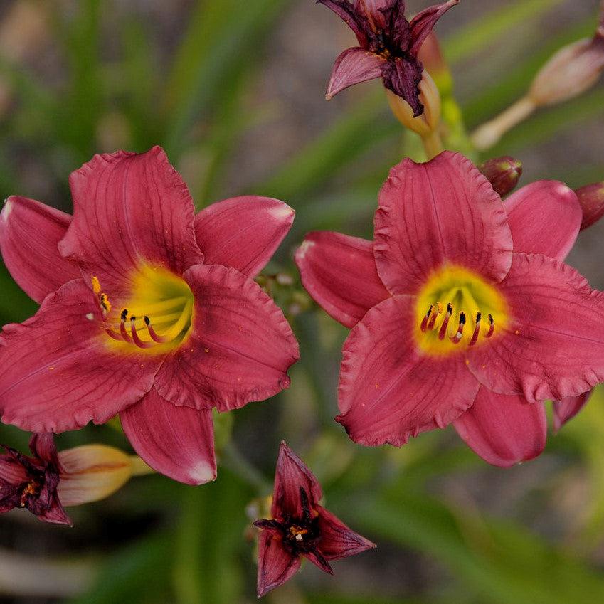 Hemerocallis 'Ruby Stella' ~ Ruby Stella D'Oro Daylily-ServeScape