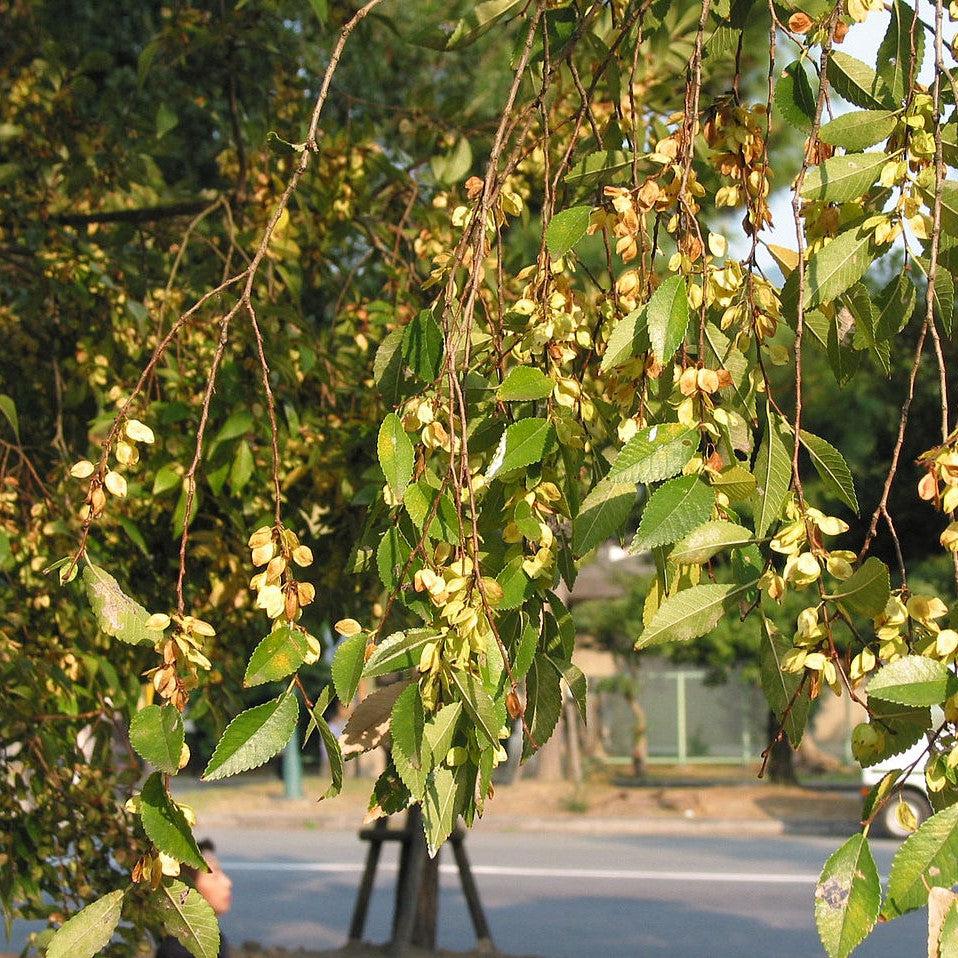 Ulmus parvifolia ~ Lacebark Elm-ServeScape