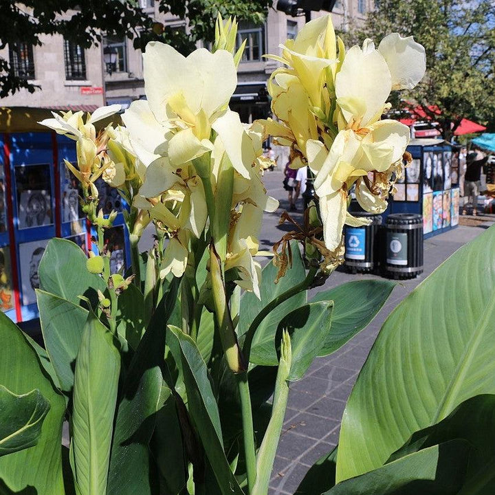 Canna x generalis 'Lemon' ~ CANNOVA® Lemon Canna Lily-ServeScape