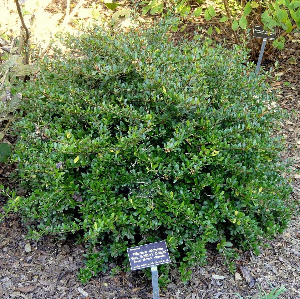 Viburnum obovatum ‘Mrs. Schiller’s Delight’ ~ Mrs. Schiller’s Delight Viburnum-ServeScape