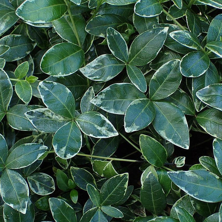 Vinca minor 'Ralph Shugert' ~ Ralph Shugert Periwinkle-ServeScape