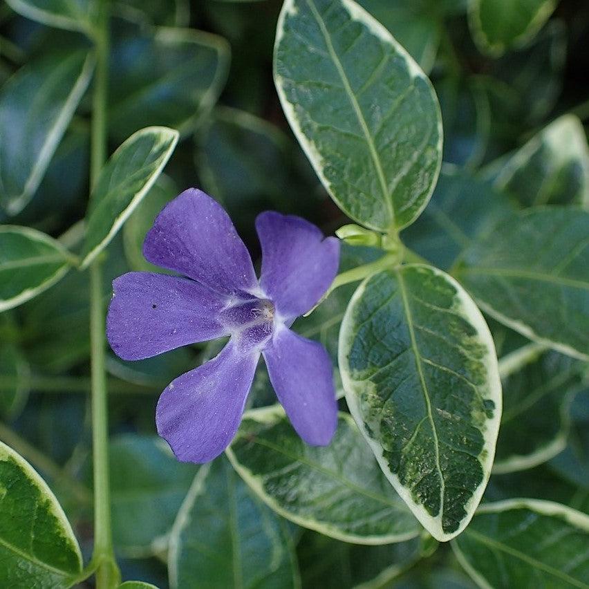 Vinca minor 'Ralph Shugert' ~ Ralph Shugert Periwinkle-ServeScape