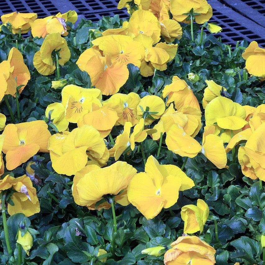 Viola x wittrockiana 'Premier Yellow Mix' ~ Premier Yellow Mix Pansy-ServeScape