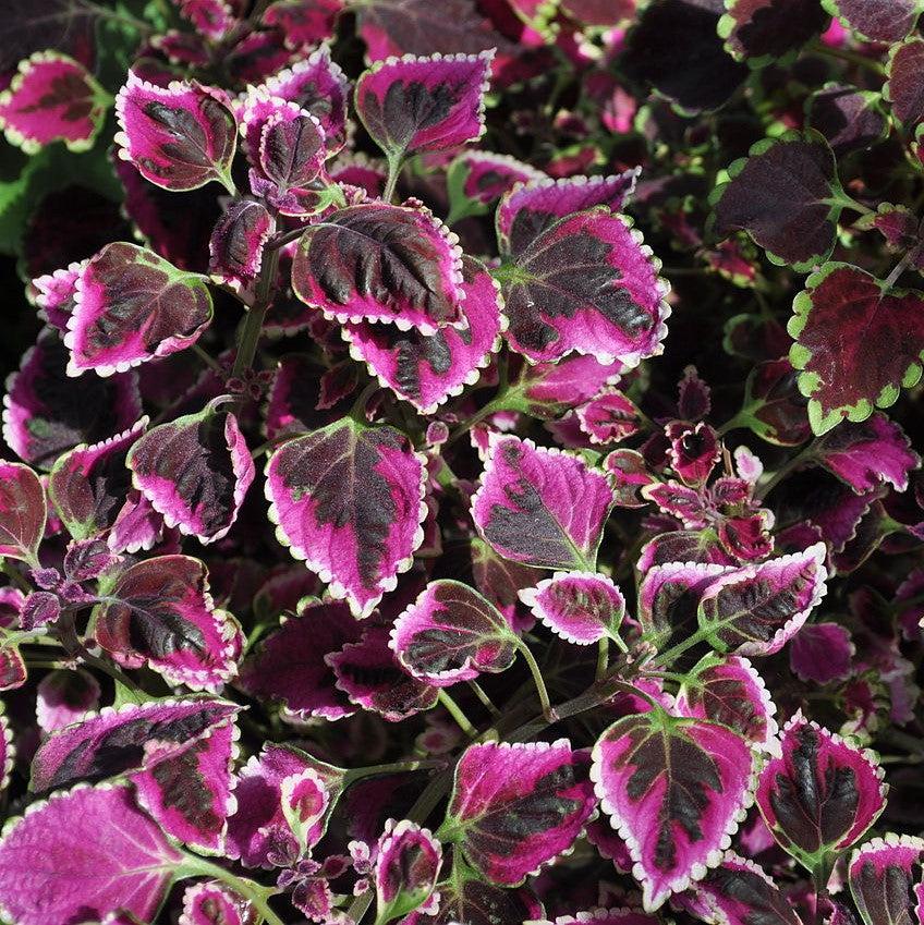 Solenostemon scutellarioides 'Trailing Plum’ ~ Stained Glassworks™ Trailing Plum Coleus-ServeScape