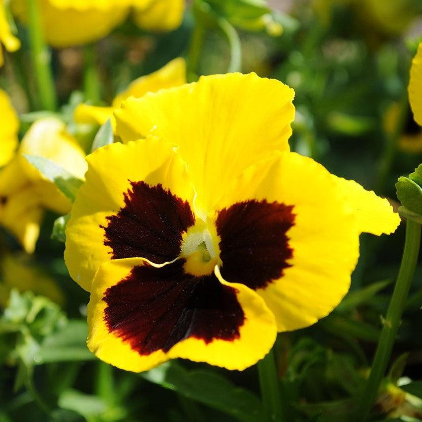 Viola x wittrockiana 'Inspire DeluXXe Yellow Blotch' ~ Inspire DeluXXe® Yellow Blotch Pansy-ServeScape