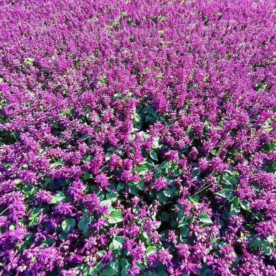 Salvia splendens 'PAS3289' ~ Vista™ Lavender Salvia-ServeScape