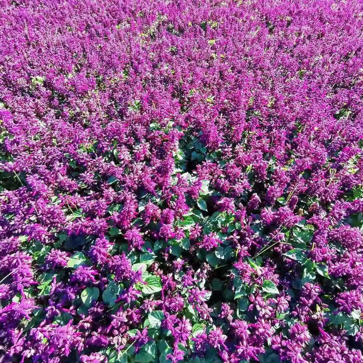 Salvia splendens 'PAS3289' ~ Vista™ Lavender Salvia-ServeScape
