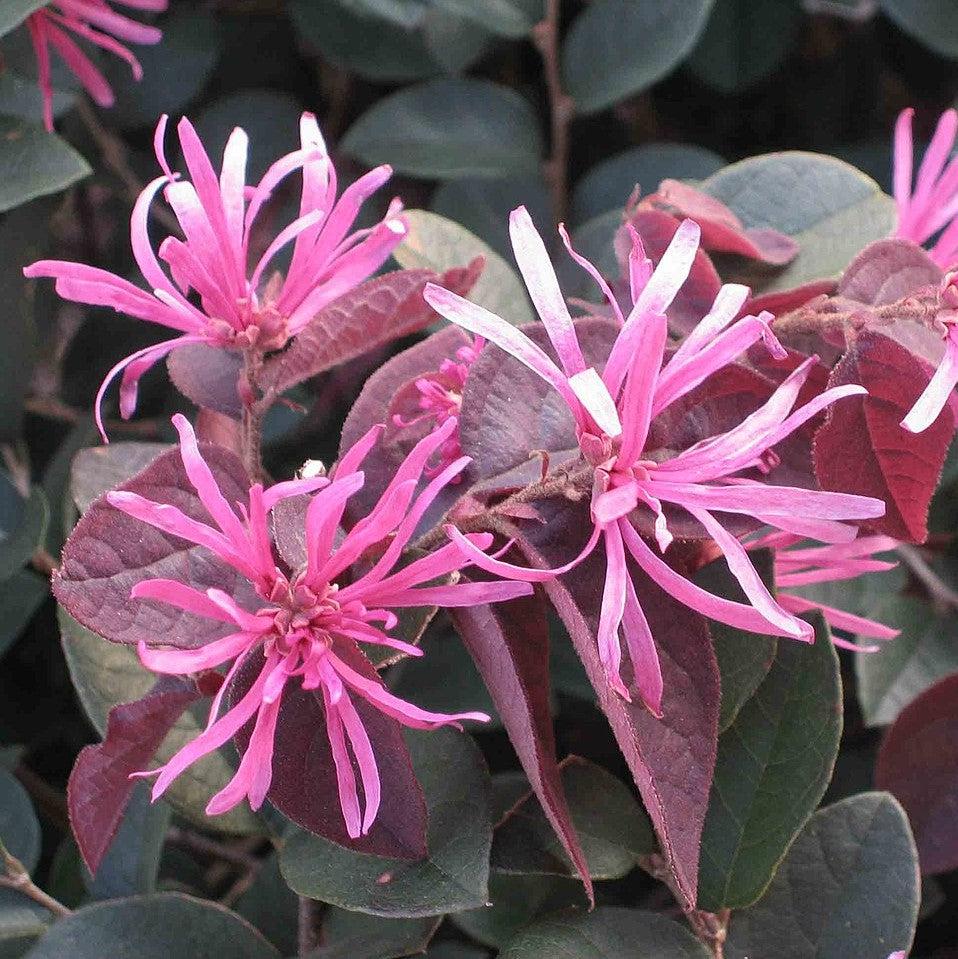 Loropetalum chinense 'Chang's Ruby' ~ Change's Ruby Fringe Flower-ServeScape