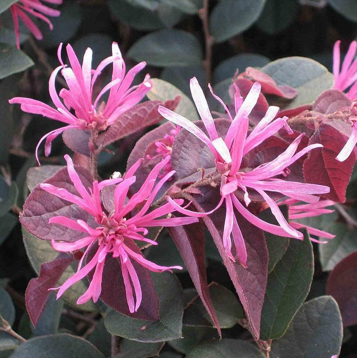 Loropetalum chinense 'Chang's Ruby' ~ Change's Ruby Fringe Flower-ServeScape