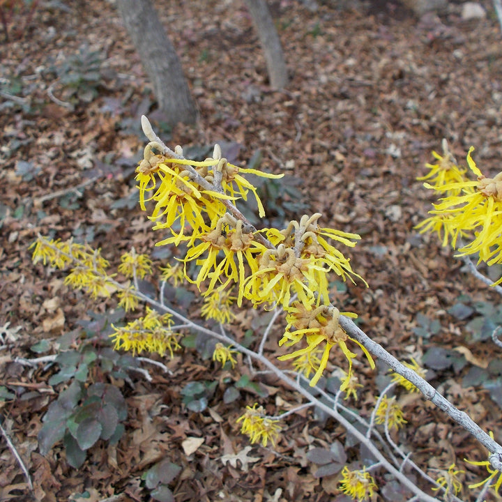 Hamamelis x intermedia 'Arnold Promise' ~ Arnold Promise Witch Hazel-ServeScape