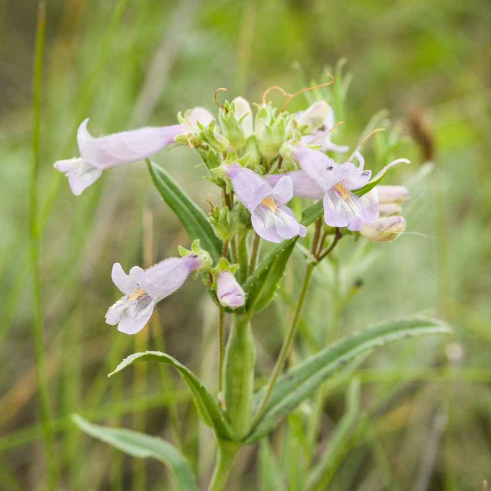Penstemon australis ~ Southern Beardtongue-ServeScape