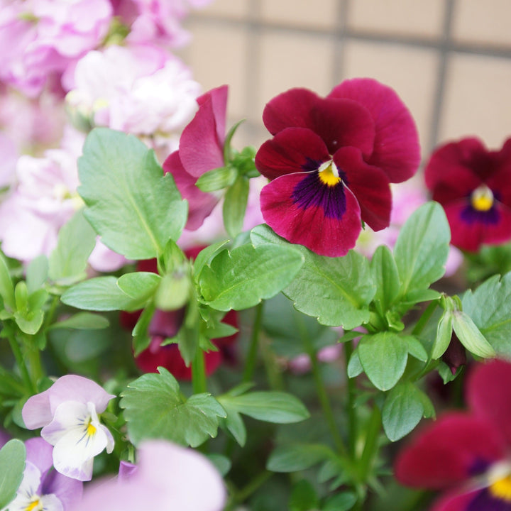 Viola cornuta 'Admire Red Blotch' ~ Admire® Red Blotch Viola-ServeScape