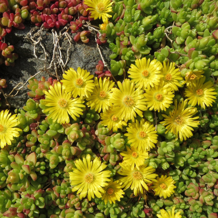 Delosperma nubigenum ‘WOWD20111’ ~ WOW® Golden Wonder Ice Plant-ServeScape