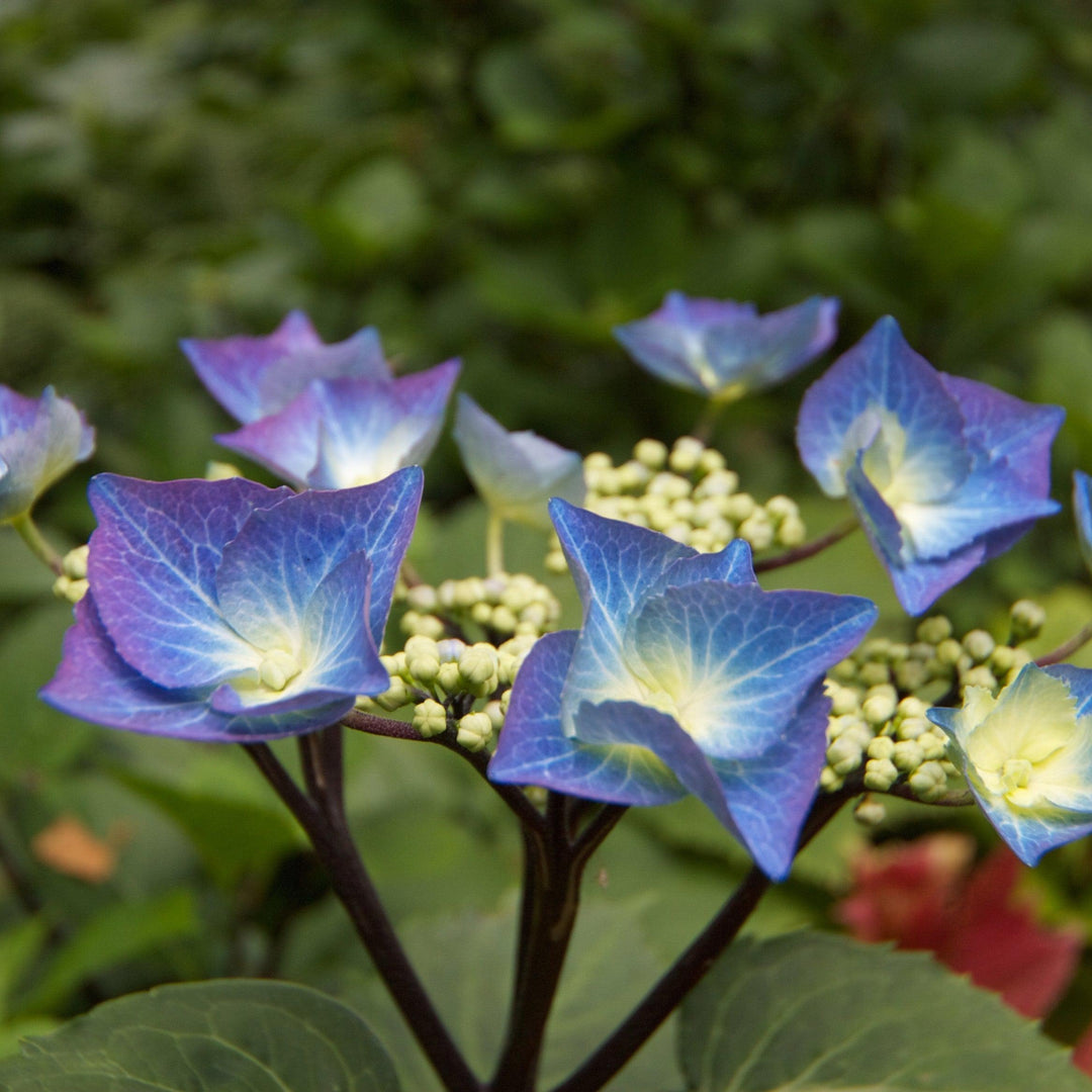 Hydrangea macrophylla 'Blaumeise' ~ Blaumeise Hydrangea, Blue Titmouse Hydrangea-ServeScape