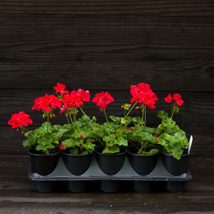 Pelargonium zonal 'Americana Bright Red' ~ Americana® Bright Red Zonal Geranium-ServeScape