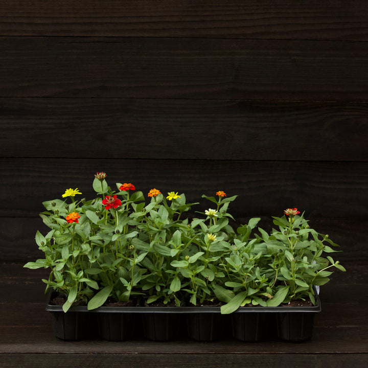 Zinnia ‘Profusion Double Mix’ ~ Profusion Double Mix Zinnia-ServeScape