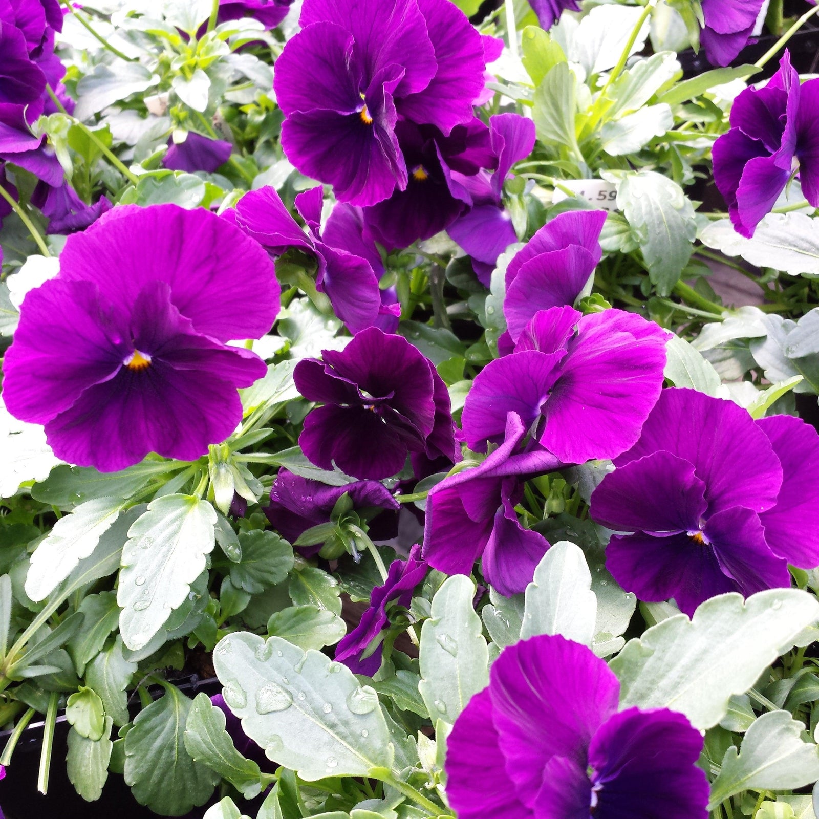 Viola x wittrockiana 'PAS1077343' ~ Cool Wave® Purple Pansy-ServeScape