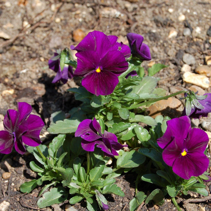 Viola x wittrockiana 'PAS1077343' ~ Cool Wave® Purple Pansy-ServeScape