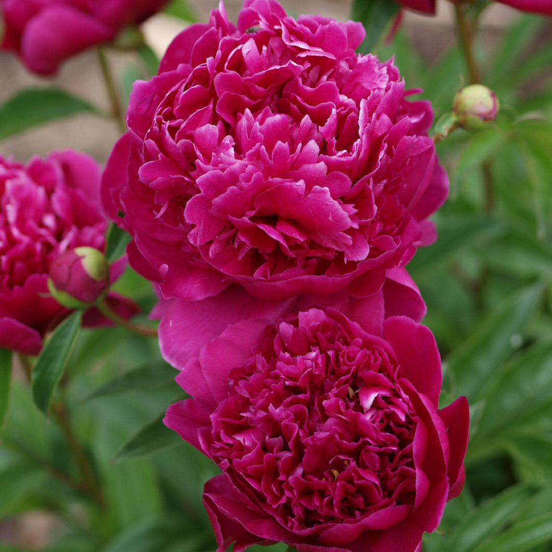 Paeonia lactiflora 'Kansas' ~ Kansas Peony-ServeScape