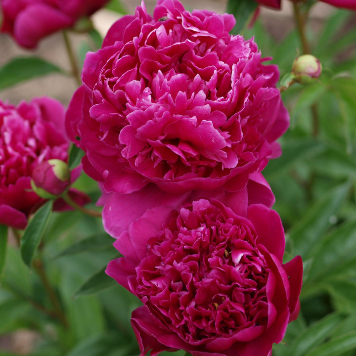 Paeonia lactiflora 'Kansas' ~ Kansas Peony-ServeScape