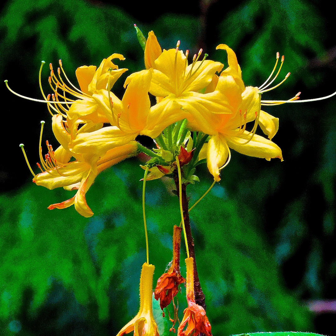 Rhododendron austrinum 'Kelsey's Glow' ~ Kelsey's Glow Native Azalea-ServeScape